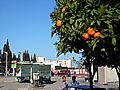 Straßenbäume voller Orangen - Meknes